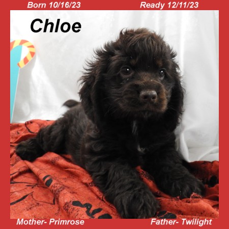 puppy, for, sale, Cocker Spaniel, Joe & Cherri  Overlease, dog, breeder, Miller, MO, dog-breeder, puppy-for-sale, forsale, nearby, find, puppyfind, locator, puppylocator, aca